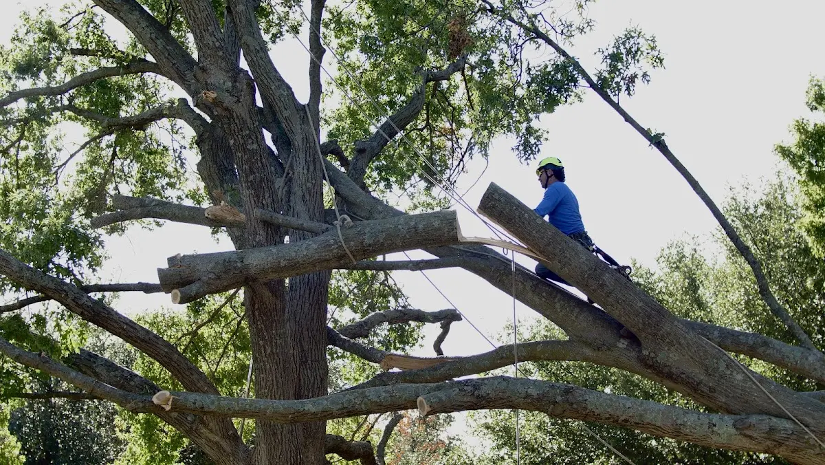 Professional Hazardous Tree Removal performed by certified arborists in Crandon
